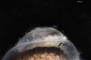  ( - 160761)  @11 [ ] Creative Commons BY NC SA (2025) University of Bergen Natural History Collections