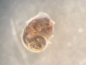  ( - 160761)  @11 [ ] Creative Commons BY NC SA (2025) University of Bergen Natural History Collections
