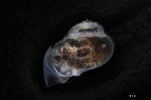  ( - 160761)  @11 [ ] Creative Commons BY NC SA (2025) University of Bergen Natural History Collections