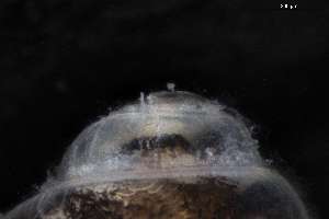  ( - 160761)  @11 [ ] Creative Commons BY NC SA (2025) University of Bergen Natural History Collections