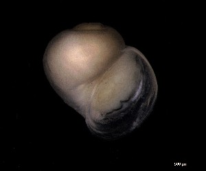  ( - 160764)  @11 [ ] Creative Commons BY NC SA (2024) University of Bergen Natural History Collections