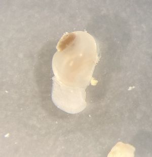  ( - 160764)  @11 [ ] Creative Commons BY NC SA (2024) University of Bergen Natural History Collections
