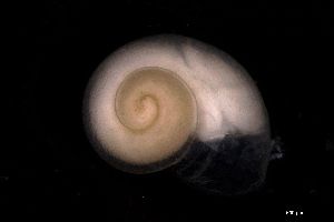  ( - 160764)  @11 [ ] Creative Commons BY NC SA (2024) University of Bergen Natural History Collections