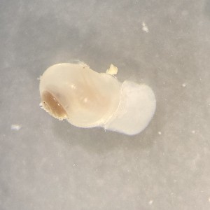  ( - 160764)  @11 [ ] Creative Commons BY NC SA (2024) University of Bergen Natural History Collections
