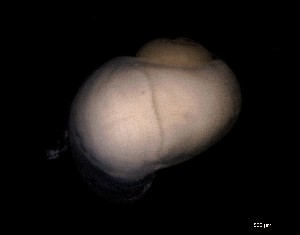 ( - 160764)  @11 [ ] Creative Commons BY NC SA (2024) University of Bergen Natural History Collections