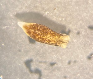  (Limapontia depressa - 160766)  @11 [ ] Creative Commons BY NC SA (2025) University of Bergen Natural History Collections