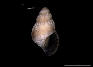  ( - 160768)  @11 [ ] Creative Commons BY NC SA (2024) University of Bergen Natural History Collections