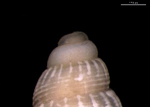  ( - 160768)  @11 [ ] Creative Commons BY NC SA (2024) University of Bergen Natural History Collections