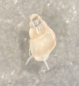  ( - 160768)  @11 [ ] Creative Commons BY NC SA (2024) University of Bergen Natural History Collections