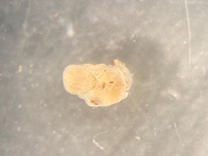  ( - 160771)  @11 [ ] Creative Commons BY NC SA (2025) University of Bergen Natural History Collections