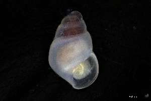  ( - 160773)  @11 [ ] Creative Commons BY NC SA (2025) University of Bergen Natural History Collections