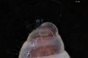  ( - 160773)  @11 [ ] Creative Commons BY NC SA (2025) University of Bergen Natural History Collections