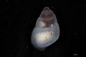  ( - 160773)  @11 [ ] Creative Commons BY NC SA (2025) University of Bergen Natural History Collections