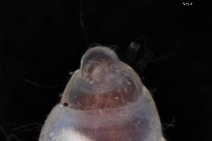  ( - 160773)  @11 [ ] Creative Commons BY NC SA (2025) University of Bergen Natural History Collections