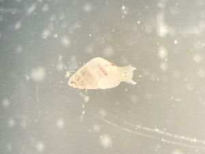  (Odostomia turrita - 160773)  @11 [ ] Creative Commons BY NC SA (2025) University of Bergen Natural History Collections