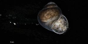  ( - 160780_01)  @11 [ ] Creative Commons BY NC SA (2024) University of Bergen Natural History Collections