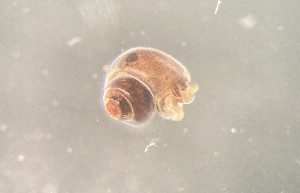  ( - 160780_01)  @11 [ ] Creative Commons BY NC SA (2024) University of Bergen Natural History Collections