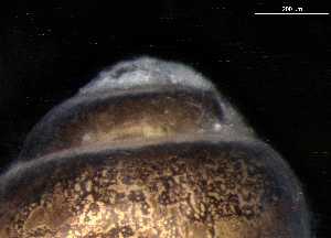  ( - 160780_01)  @11 [ ] Creative Commons BY NC SA (2024) University of Bergen Natural History Collections