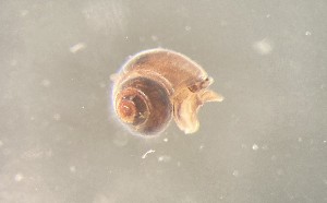  ( - 160780_01)  @11 [ ] Creative Commons BY NC SA (2024) University of Bergen Natural History Collections