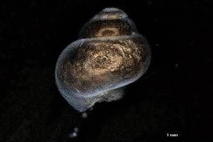  ( - 160780_01)  @11 [ ] Creative Commons BY NC SA (2024) University of Bergen Natural History Collections