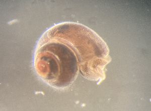  ( - 160780_01)  @11 [ ] Creative Commons BY NC SA (2024) University of Bergen Natural History Collections