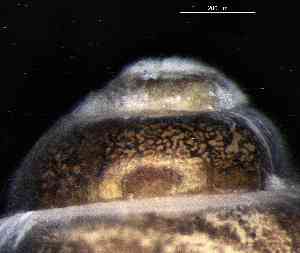  ( - 160780_01)  @11 [ ] Creative Commons BY NC SA (2024) University of Bergen Natural History Collections