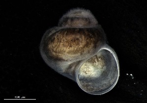  ( - 160780_02)  @11 [ ] Creative Commons BY NC SA (2024) University of Bergen Natural History Collections