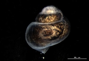  ( - 160780_02)  @11 [ ] Creative Commons BY NC SA (2024) University of Bergen Natural History Collections
