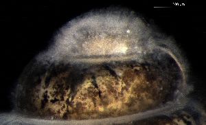  ( - 160780_02)  @11 [ ] Creative Commons BY NC SA (2024) University of Bergen Natural History Collections