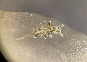  ( - 160807)  @11 [ ] Creative Commons BY NC SA (2025) University of Bergen Natural History Collections