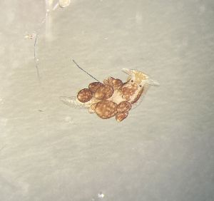  (Ercolania nigra - 160809)  @11 [ ] Creative Commons BY NC SA (2025) University of Bergen Natural History Collections