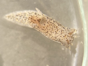  ( - 160817)  @11 [ ] Creative Commons BY NC SA (2025) University of Bergen Natural History Collections