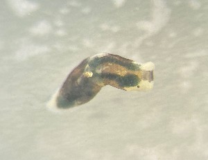  ( - 160818)  @11 [ ] Creative Commons BY NC SA (2025) University of Bergen Natural History Collections