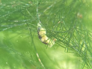  ( - 160818)  @11 [ ] Creative Commons BY NC SA (2025) University of Bergen Natural History Collections
