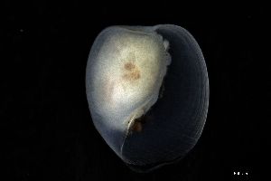  ( - 161951)  @11 [ ] Creative Commons BY NC SA (2025) University of Bergen Natural History Collections
