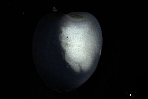  ( - 161951)  @11 [ ] Creative Commons BY NC SA (2025) University of Bergen Natural History Collections