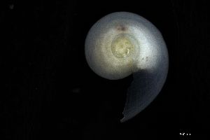  ( - 161951)  @11 [ ] Creative Commons BY NC SA (2025) University of Bergen Natural History Collections
