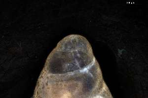  ( - 161968_04)  @11 [ ] Creative Commons BY NC SA (2025) University of Bergen Natural History Collections