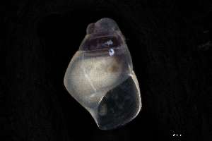  ( - 161968_06)  @11 [ ] Creative Commons BY NC SA (2025) University of Bergen Natural History Collections