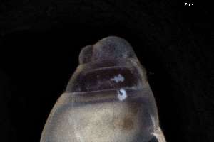  ( - 161968_06)  @11 [ ] Creative Commons BY NC SA (2025) University of Bergen Natural History Collections