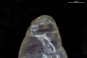  ( - 161972_05)  @11 [ ] Creative Commons BY NC SA (2025) University of Bergen Natural History Collections