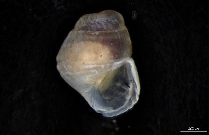  ( - 161976_02)  @11 [ ] Creative Commons BY NC SA (2024) University of Bergen Natural History Collections