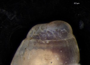  ( - 161976_02)  @11 [ ] Creative Commons BY NC SA (2024) University of Bergen Natural History Collections