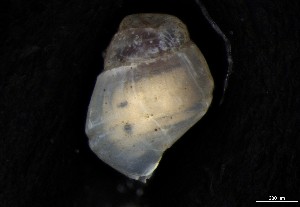  ( - 161976_02)  @11 [ ] Creative Commons BY NC SA (2024) University of Bergen Natural History Collections