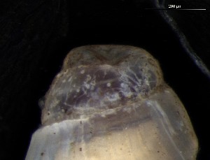  ( - 161976_02)  @11 [ ] Creative Commons BY NC SA (2024) University of Bergen Natural History Collections
