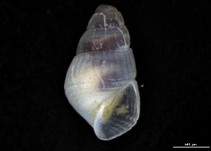  ( - 161976_03)  @11 [ ] Creative Commons BY NC SA (2024) University of Bergen Natural History Collections