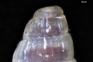  ( - 161976_03)  @11 [ ] Creative Commons BY NC SA (2024) University of Bergen Natural History Collections