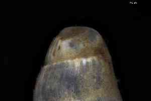  ( - ZMBN_161980)  @11 [ ] Creative Commons BY NC SA (2025) University of Bergen Natural History Collections