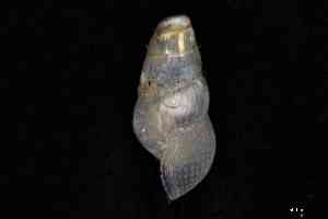  ( - ZMBN_161980)  @11 [ ] Creative Commons BY NC SA (2025) University of Bergen Natural History Collections