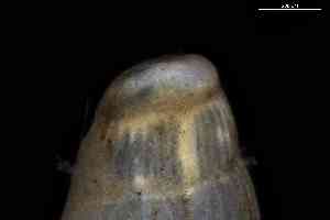  ( - ZMBN_161980)  @11 [ ] Creative Commons BY NC SA (2025) University of Bergen Natural History Collections